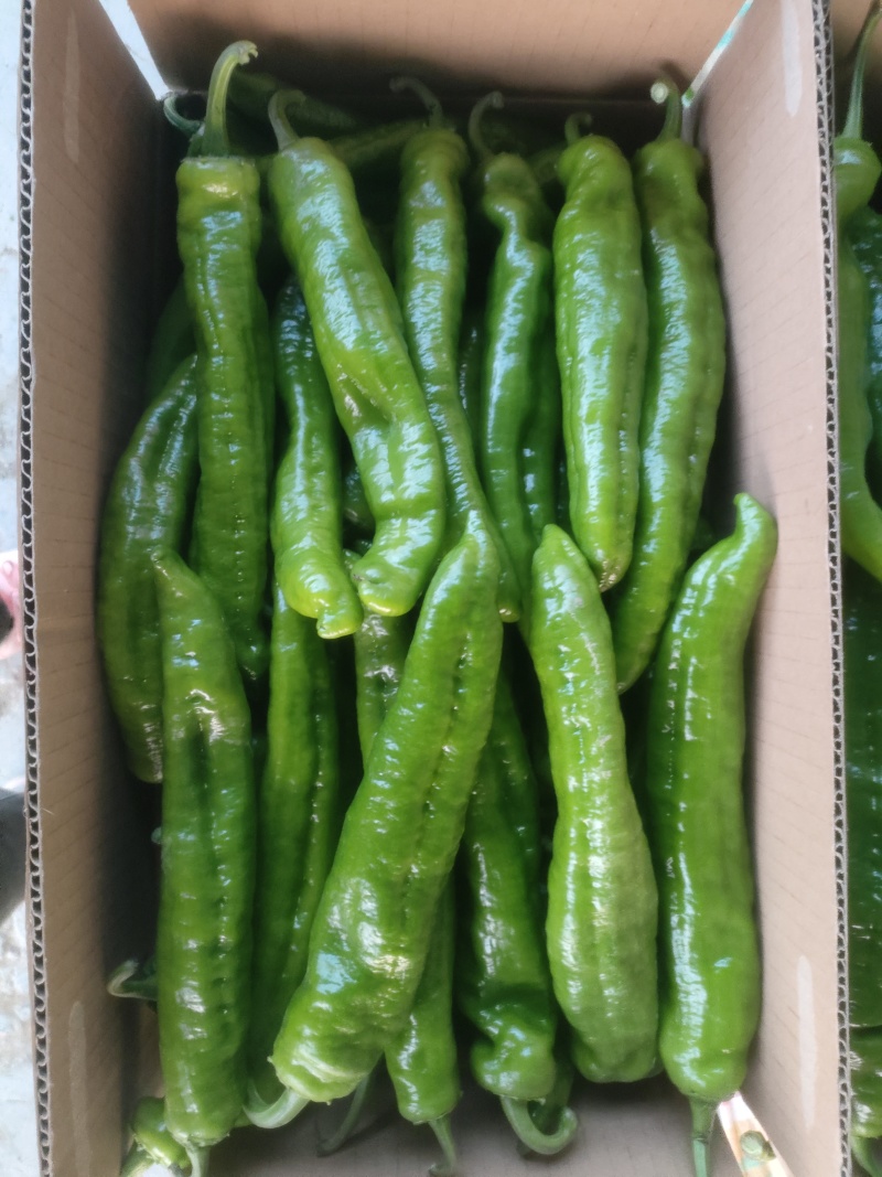 夏邑县大棚薄皮301新鲜翠绿商超市场电商品类齐全