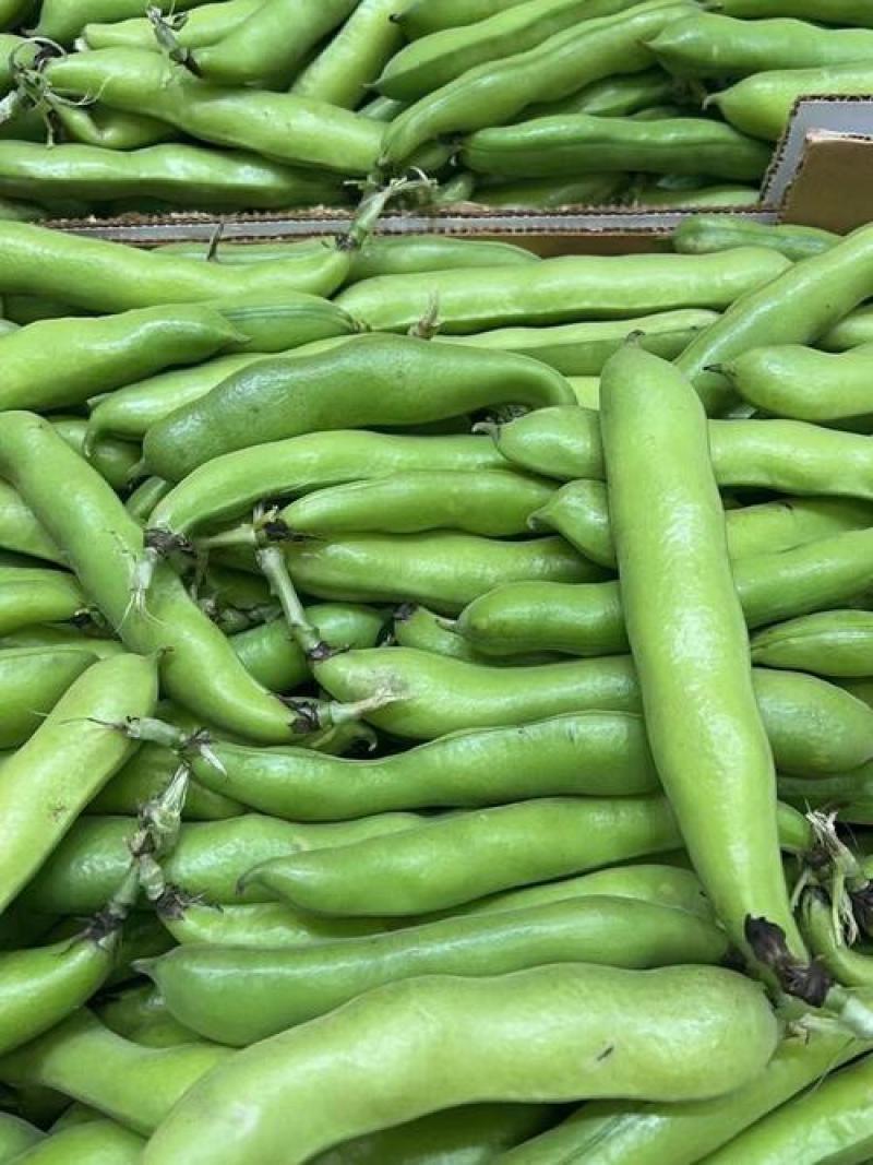 七粒香香蕉蚕豆种子鲜籽粒型中熟品种根系发达茎杆粗壮