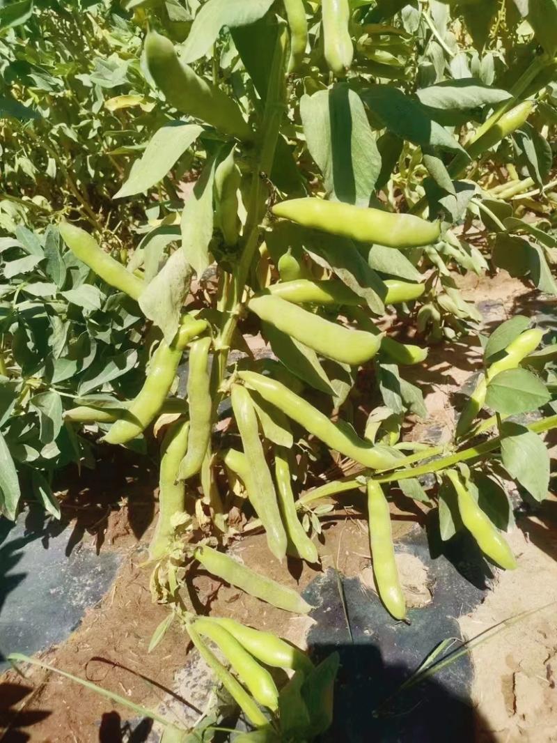 七粒香香蕉蚕豆种子鲜籽粒型中熟品种根系发达茎杆粗壮