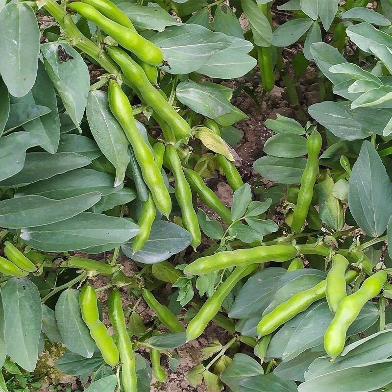 七粒香香蕉蚕豆种子鲜籽粒型中熟品种根系发达茎杆粗壮