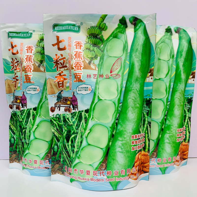 七粒香香蕉蚕豆种子鲜籽粒型中熟品种根系发达茎杆粗壮