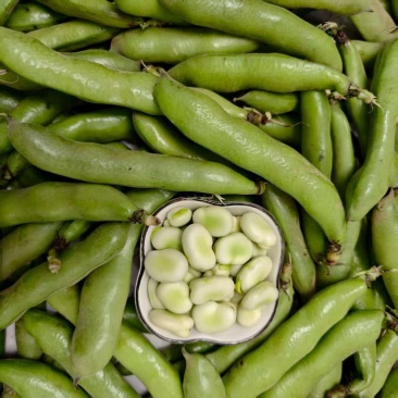 七粒香香蕉蚕豆种子鲜籽粒型中熟品种根系发达茎杆粗壮