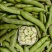 七粒香香蕉蚕豆种子鲜籽粒型中熟品种根系发达茎杆粗壮