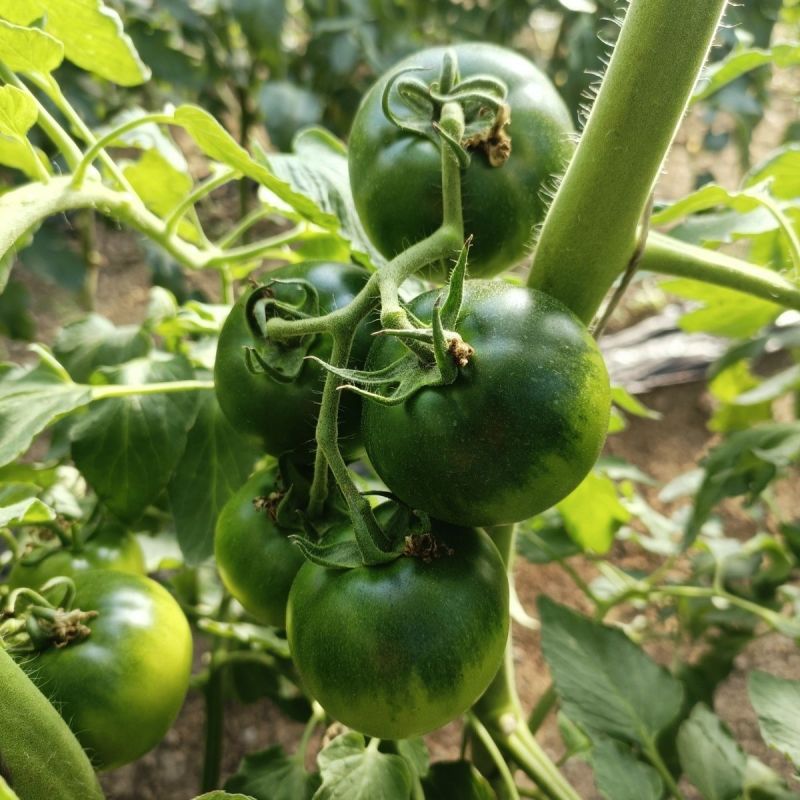 甘甜口感番茄种子早熟无限生长型大果草莓番茄甜度高硬度好