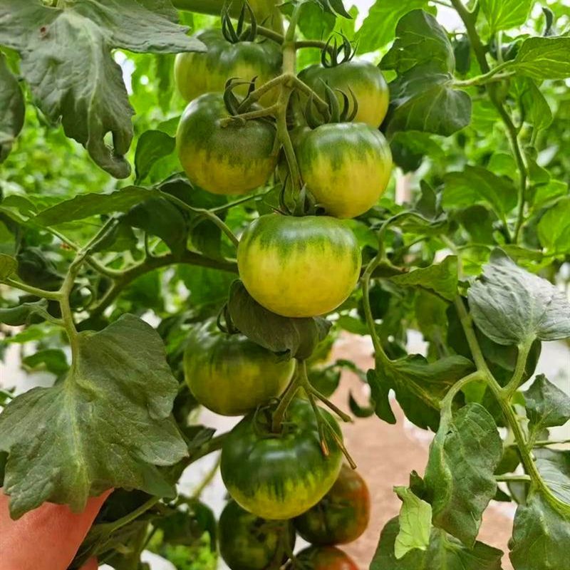 甘甜口感番茄种子早熟无限生长型大果草莓番茄甜度高硬度好