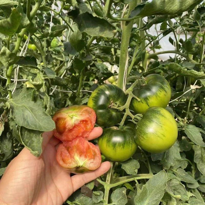 甘甜口感番茄种子早熟无限生长型大果草莓番茄甜度高硬度好