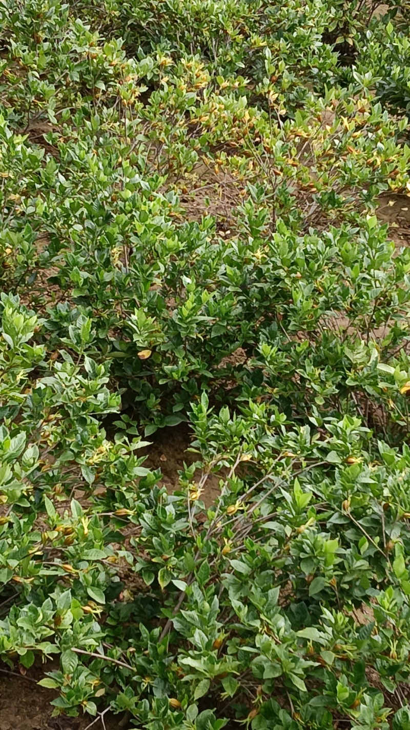 水栀子，产地直发，量大价优
