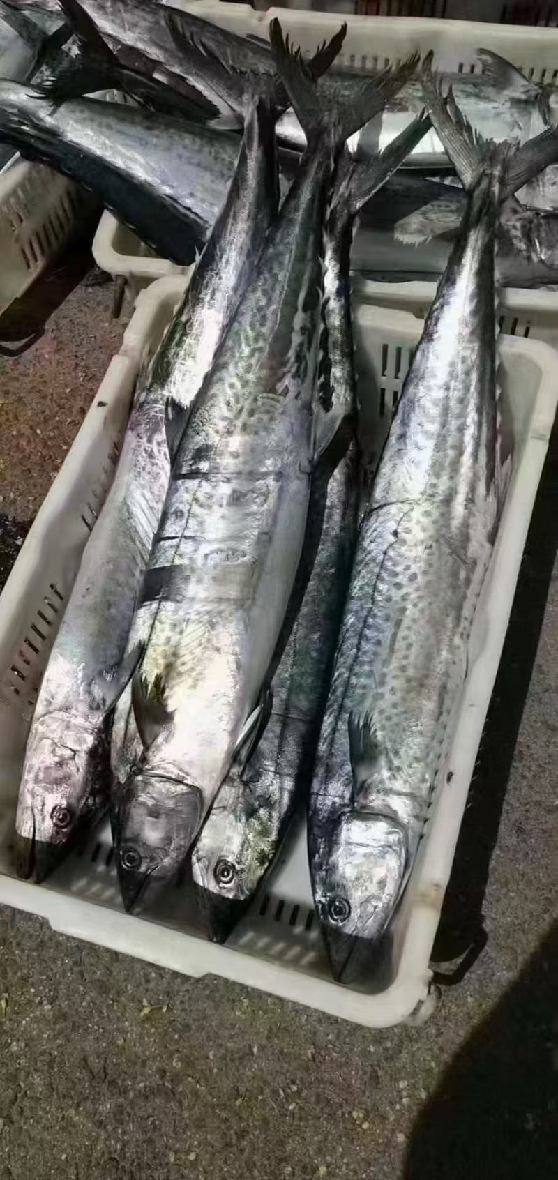 大鲅鱼