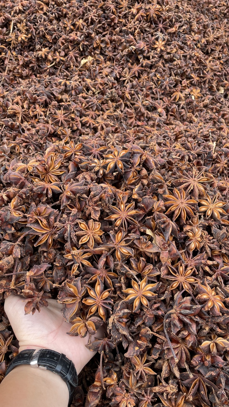 大红八角秋季大茴大料，工厂、电商、餐饮厨房量大可谈价