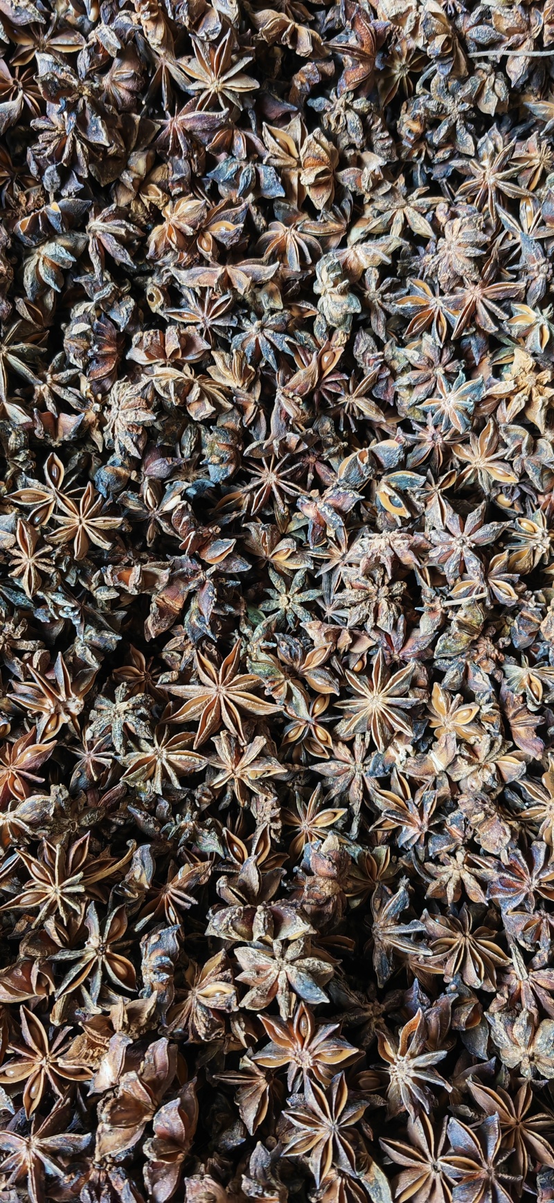 大红八角秋季大茴大料，工厂、电商、餐饮厨房量大可谈价