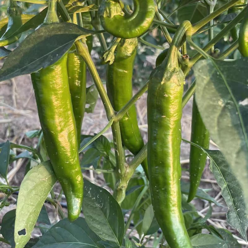 农望绿剑6号辣椒种子早中熟羊角椒种子皮薄微辣肉鲜香辣丰产