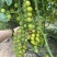 青霞66樱桃番茄种子无限生长早熟杂交小番茄种籽春秋季