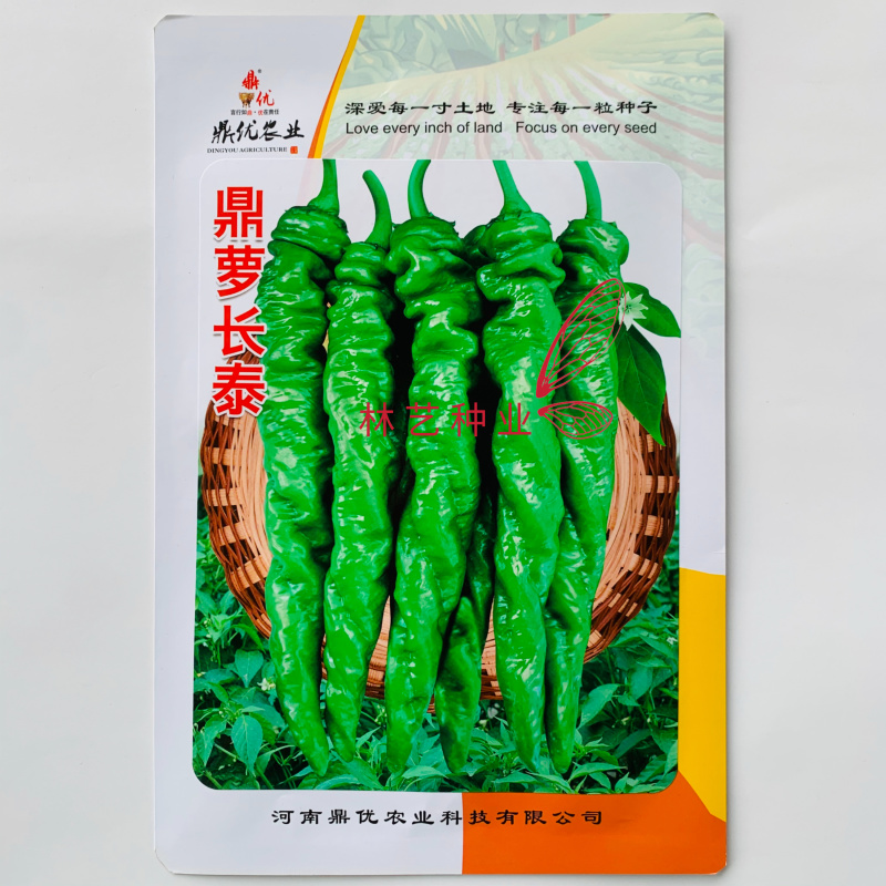 鼎萝长泰螺丝椒种子深绿皮大果螺丝椒种籽肉厚辣度强长势旺