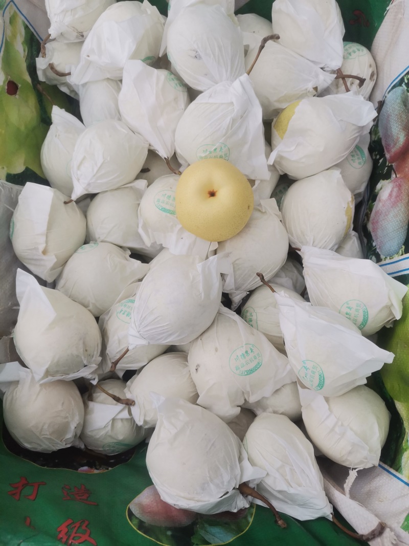 雅安市汉源县光果鸭梨和套袋鸭梨350--400g