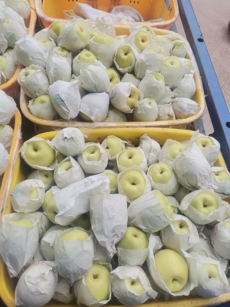 雅安市汉源县光果鸭梨和套袋鸭梨350--400g