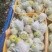 雅安市汉源县光果鸭梨和套袋鸭梨350--400g