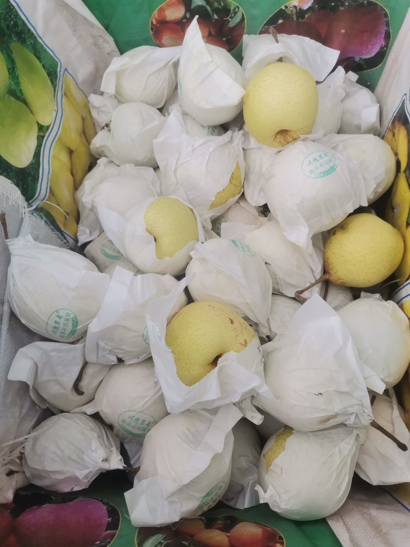 雅安市汉源县光果鸭梨和套袋鸭梨350--400g