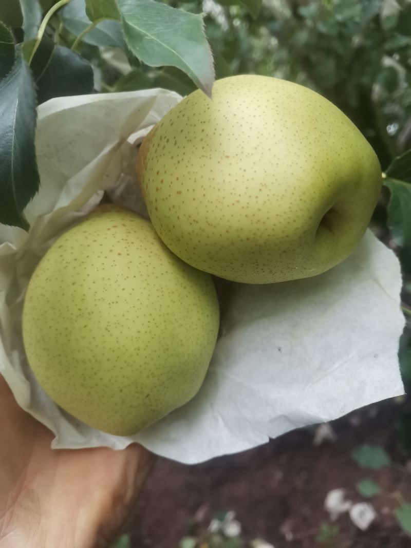 雅安市汉源县光果鸭梨和套袋鸭梨350--400g