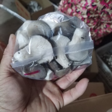 秀珍菇，产地直发，一手货源。量大从优，欢迎选购。