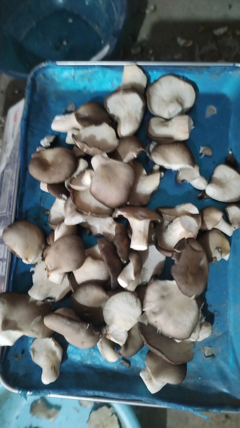秀珍菇，产地直发，一手货源。量大从优，欢迎选购。
