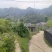 当季新采黄柏种子！，正宗四川叶厚皮大叶川黄柏种子保正真品