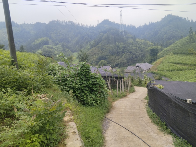 当季新采黄柏种子！，正宗四川叶厚皮大叶川黄柏种子保正真品