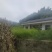 当季新采黄柏种子！，正宗四川叶厚皮大叶川黄柏种子保正真品