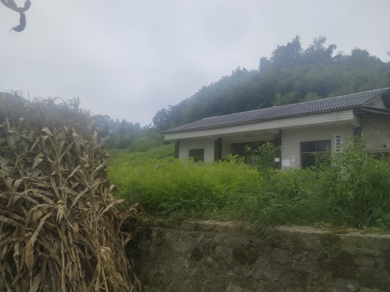 当季新采黄柏种子！，正宗四川叶厚皮大叶川黄柏种子保正真品