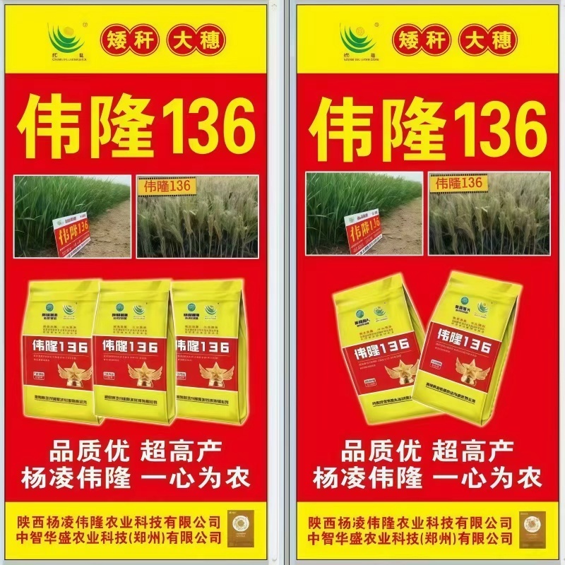 河南小麦种子伟龙136小麦种子高产抗寒抗旱稳产