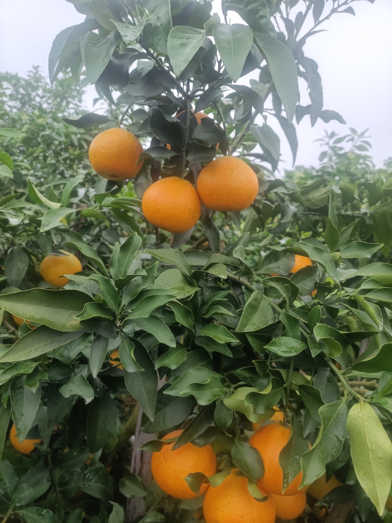 四川，爱媛大量有货，接全国电商，市场。价格全网**。