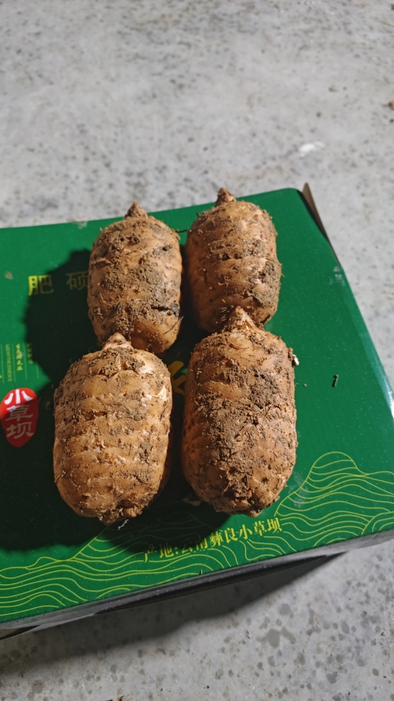 云南昭通小草坝高山乌天麻