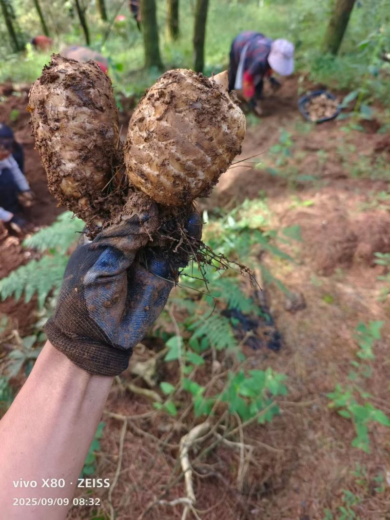 云南昭通小草坝高山乌天麻