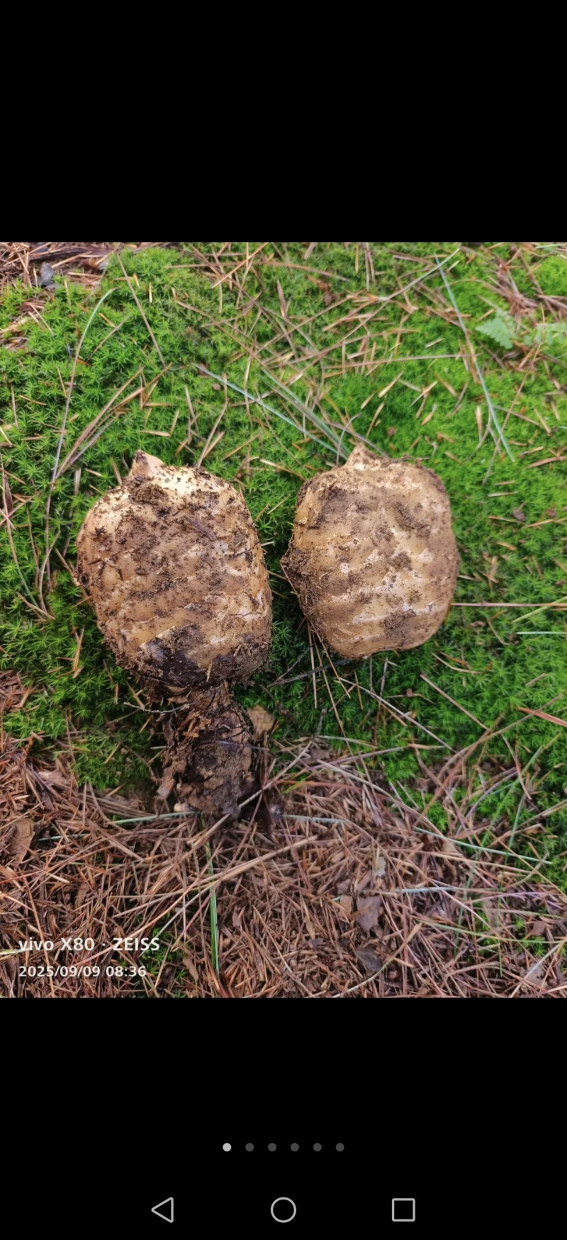 云南昭通小草坝高山乌天麻
