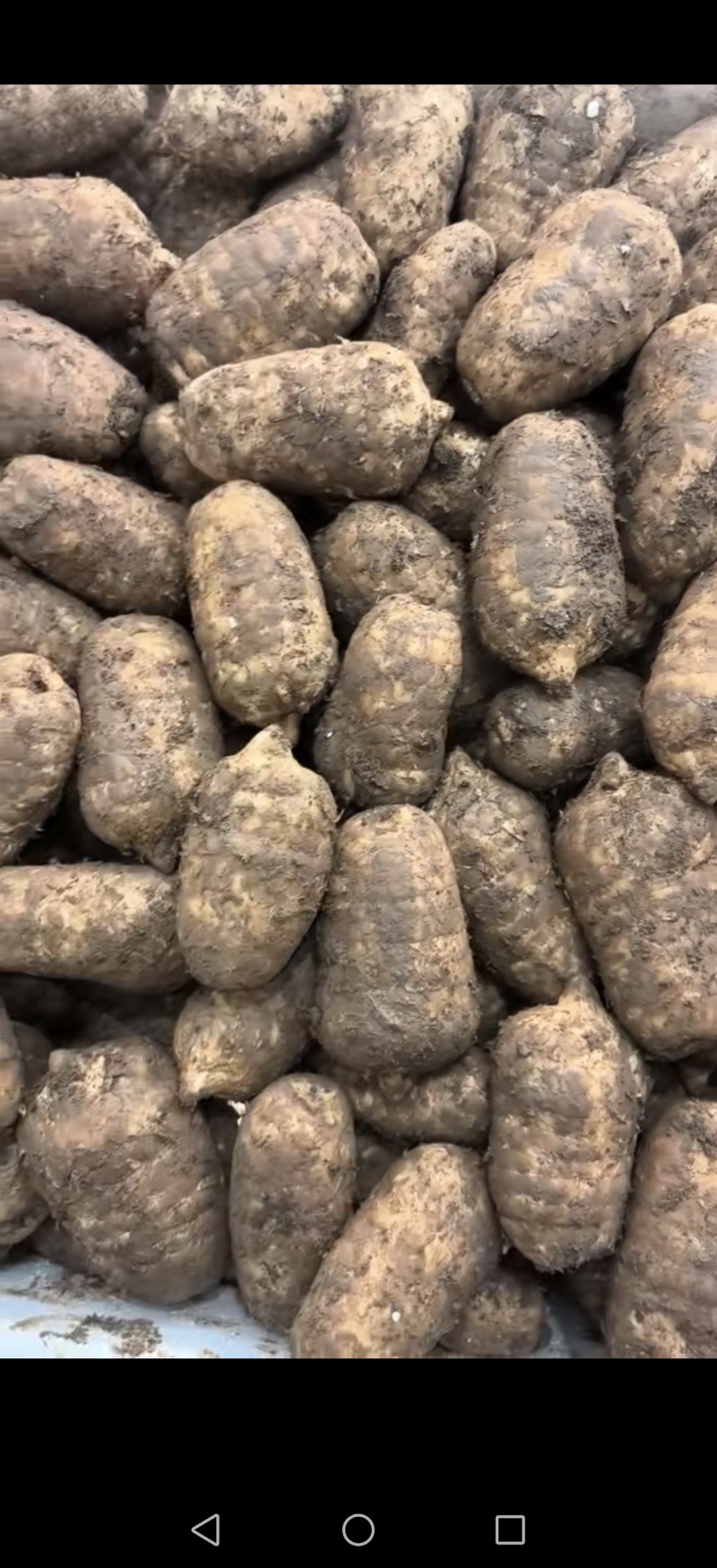 云南昭通小草坝高山乌天麻