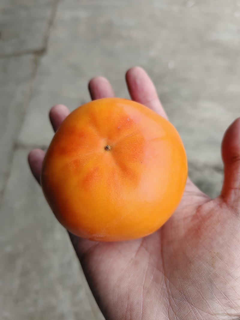 山西阳丰巧克力脆柿一件代发