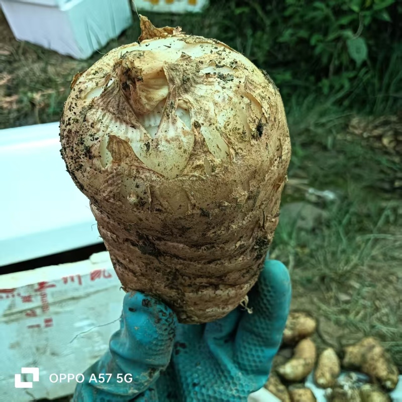 新鲜天麻，大果，中果，小果