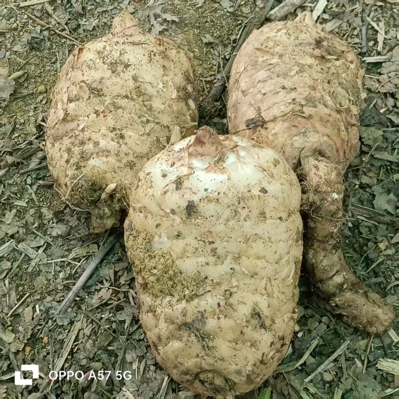 新鲜天麻，大果，中果，小果