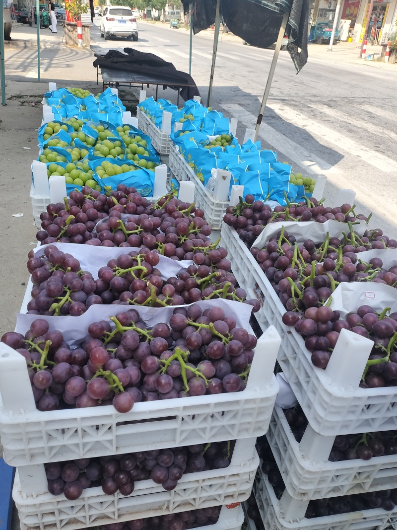 巨峰葡萄