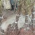 红心猕猴桃苗,世界红心猕猴桃原产地种苗,正宗黄肉红心