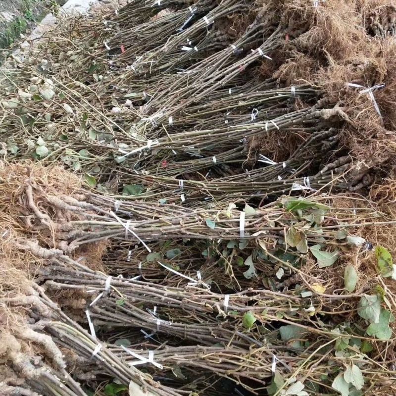 红心猕猴桃苗，世界红心猕猴桃原产地种苗，正宗黄肉红心