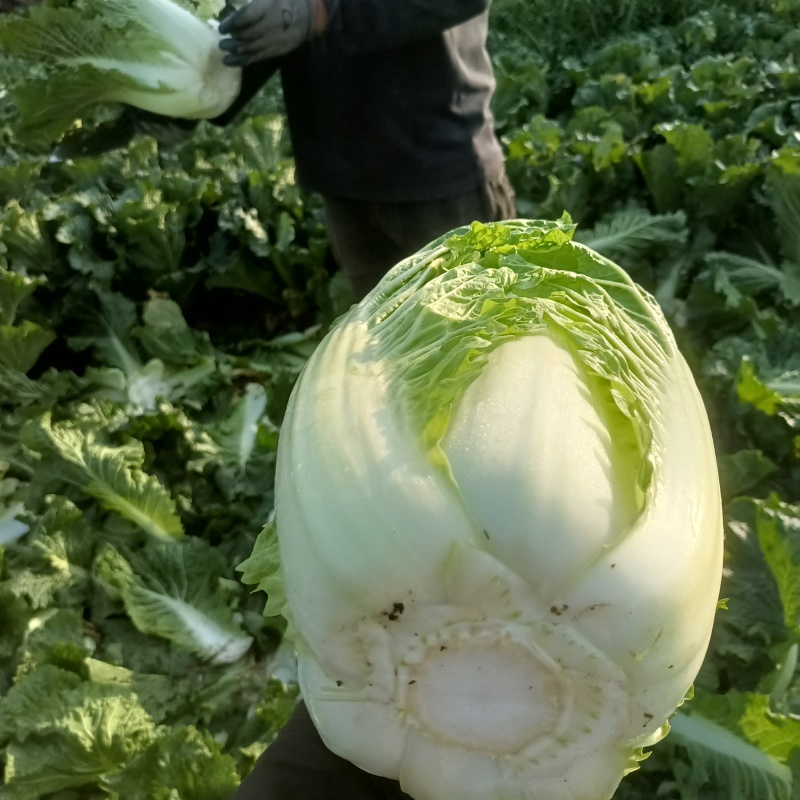大白菜