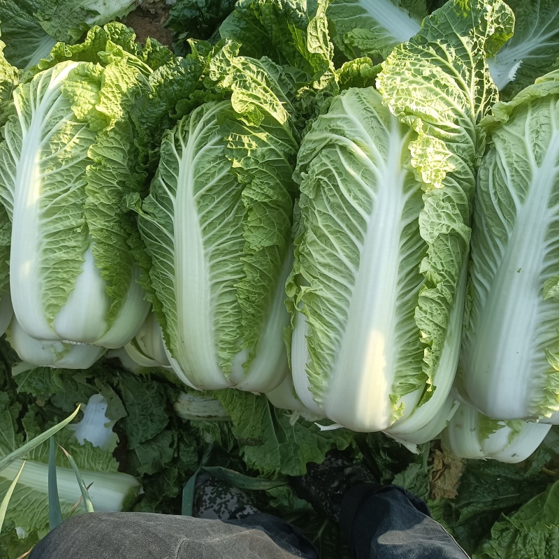 大白菜