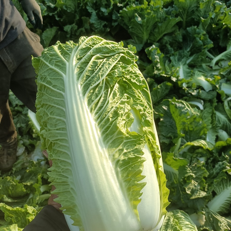 大白菜
