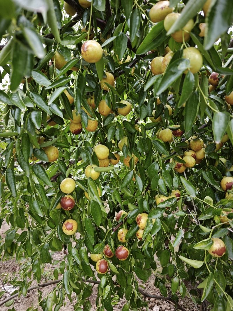 山东沾化冬枣