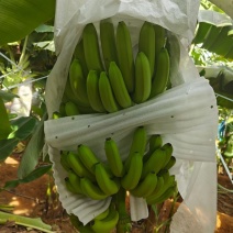 索道，精品香蕉，中小把，中大把，都有有需要联系
