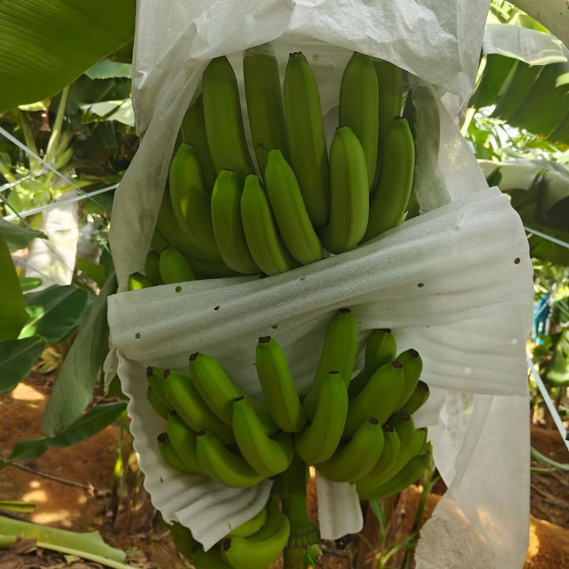 索道，精品香蕉，中小把，中大把，都有有需要联系