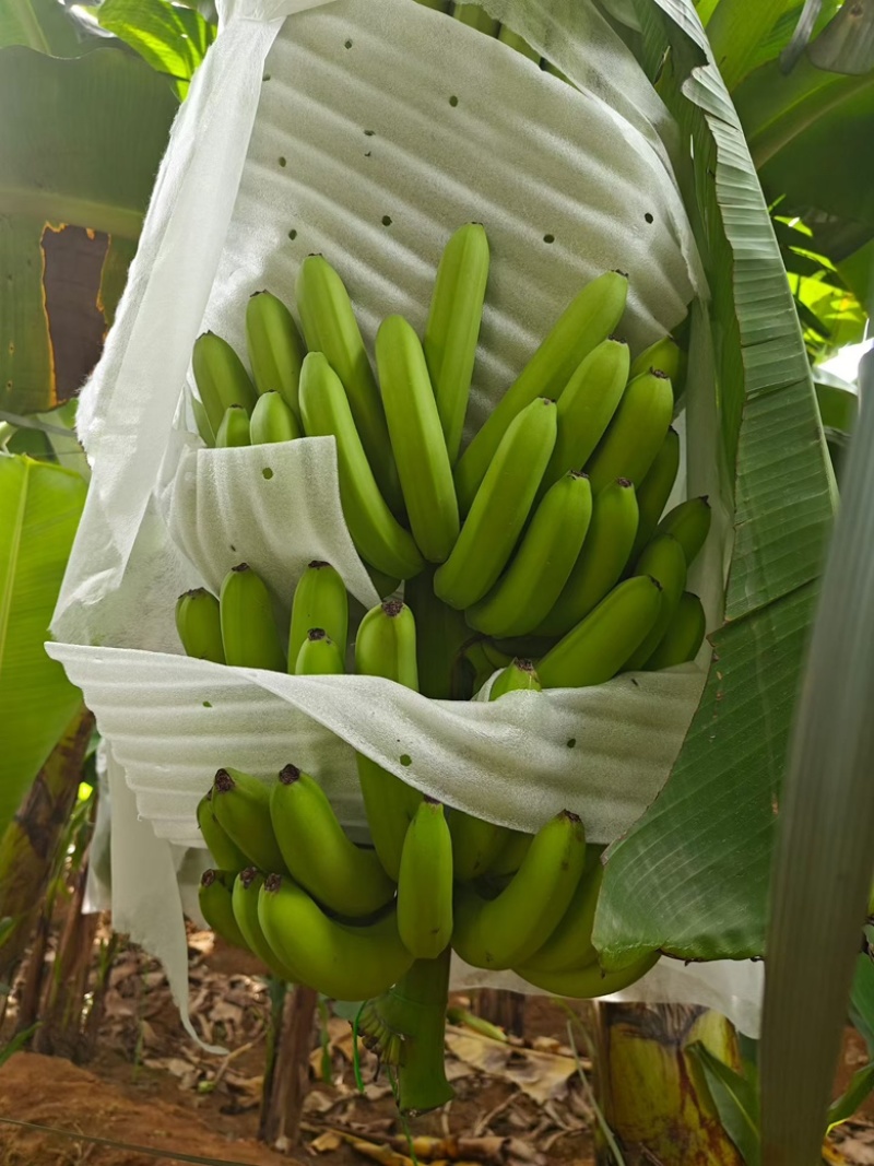 索道，精品香蕉，中小把，中大把，都有有需要联系