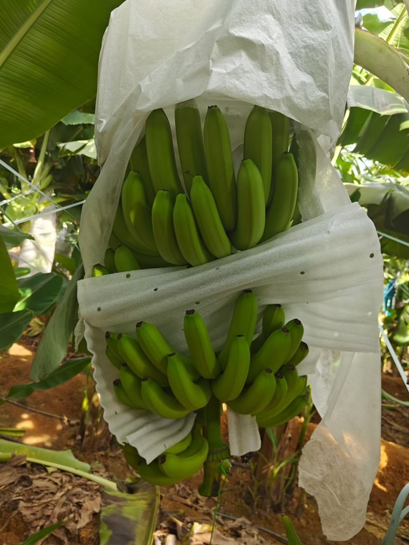 索道，精品香蕉，中小把，中大把，都有有需要联系