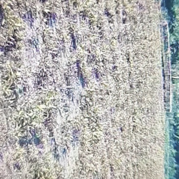 白芨鲜货量足品质好