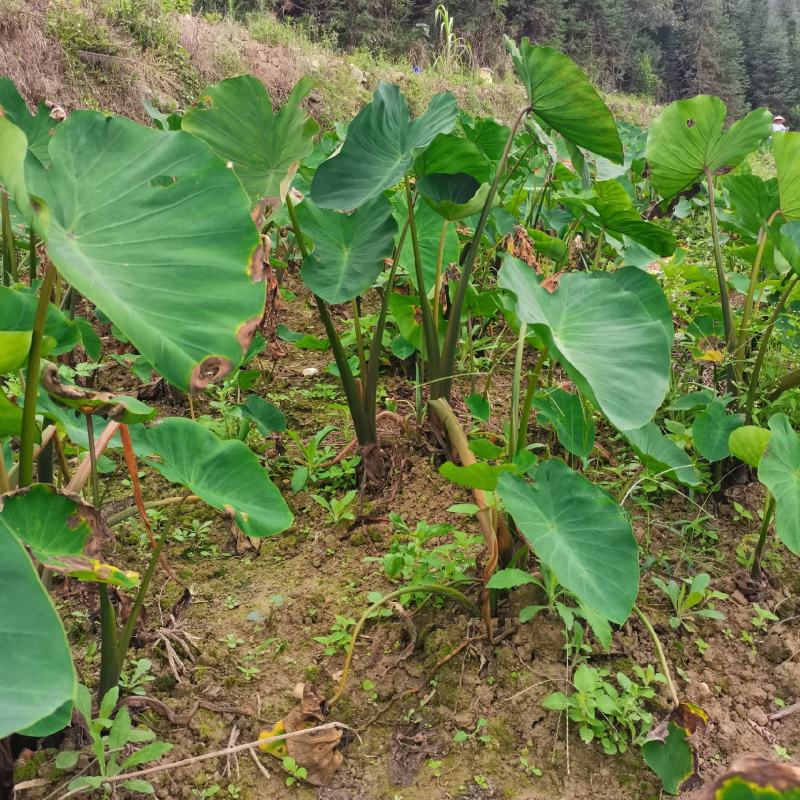 优质红牙芋头广西百色基地直供质量保证一手货源全国发货